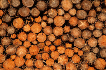 the detail of stacked logs. Symbol for the woodcutting and forestry. 