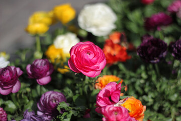 Bouquet of ranunculus multicolored flowers Flower market 