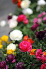 Bouquet of ranunculus multicolored flowers Flower market 