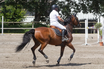 Man riding a bay horse at gallop