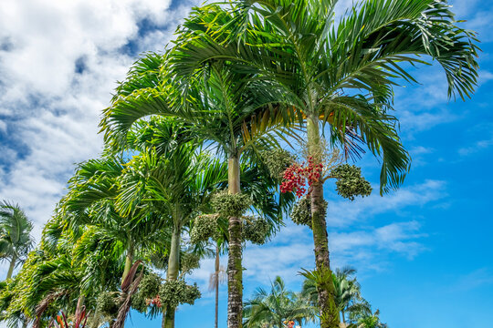 Manila palm on sale
