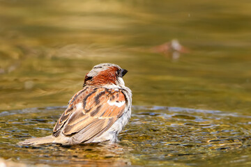 Sparrow bird sitting on water pond. Sparrow songbird (family Passeridae) refreshing, drinking and bathing inside clear water pond with ripples and reflections. Bird wildlife scene.