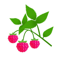 Branch of ripe raspberries with leaves. Vector isolated.