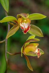 Obraz premium Orchid