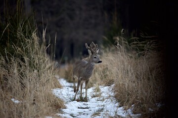 deer in the wild