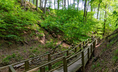 wooden staircase in the beech forest of the national park Jasmund on the island of Ruegen, Germany