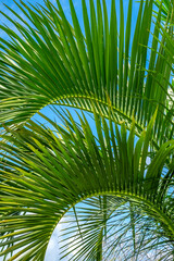 Obraz na płótnie Canvas Palm fronds