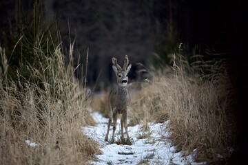 deer in the forest