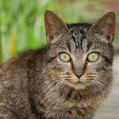 Chaton tigré qui regarde avec de grand yeux verts