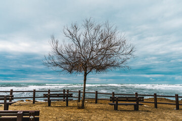 Sea waves in winter with a lone tree and two benches on the foreground in a windy and cloudy day, waterfront of San Vincenzo, province of Livorno, Tuscany, Italy. 