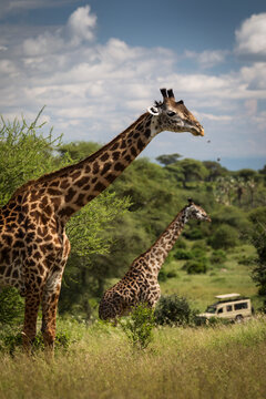 Fototapeta Beatiful girrafe during safari in Tarangire National Park, Tanzania..