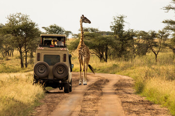 Giraffe with trees in background during sunset safari in Serengeti National Park, Tanzania. Wild...