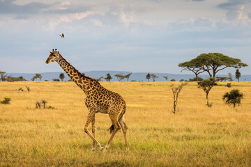 Giraffe with trees in background during sunset safari in Serengeti National Park, Tanzania. Wild nature of Africa.. - obrazy, fototapety, plakaty