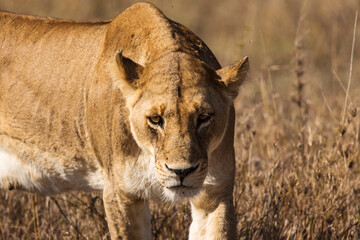 Closeup of a lioness coming straight to camera in the grass during safari in Serengeti National Park, Tanzania. Wild nature of Africa..