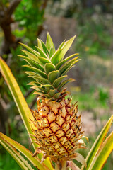 Pineapple plant