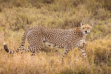 Cheetah in the grass during safari at Serengeti National Park in Tanzania. Wild nature of Africa..