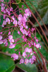 Pink Begonia