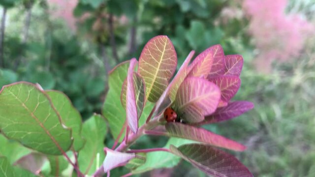 ladybug crawling on a green-pink branch. High quality FullHD footage