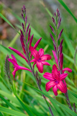 Pink Gladiolus