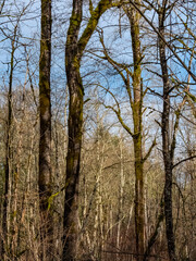 Trees - Dabney State Rec Area