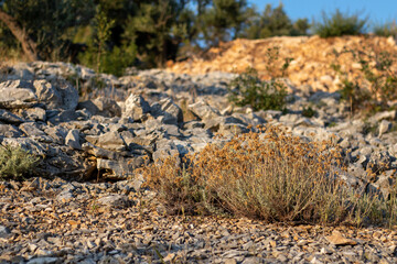 herbs on rocks