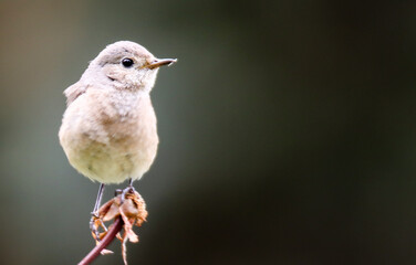Common nightingale or simply nightingale (Luscinia megarhynchos) songbird sitting singing on dried flower with out of focus dark bokeh negative space background. Bird portrait wildlife scene.