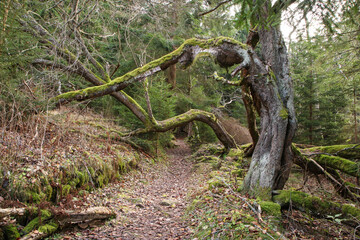 The footpath leading under the bent branches of the old trees covered by moss. 