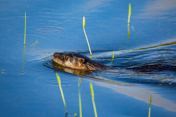 River Otter swimming 