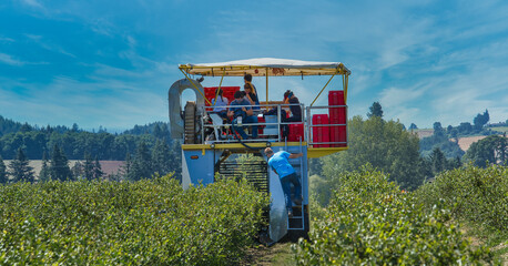 Fototapeta na wymiar Silverton, Oregon - 7/15/2020: A blueberry harvesting machine harvesting blueberries on a farm near Silverton, Oregon