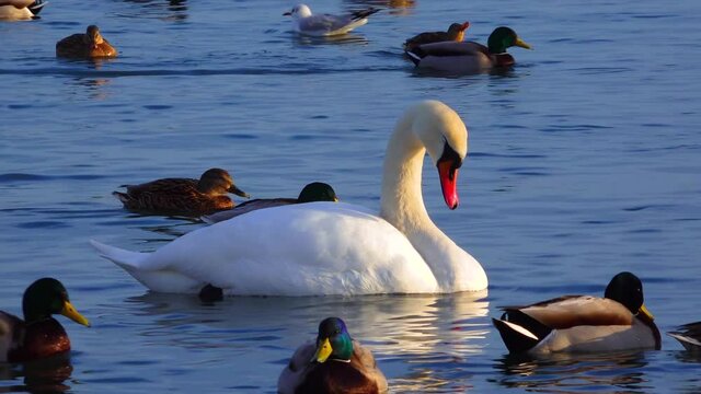 Birds of Europe. Mute swan (Cygnus olor), gulls and ducks - wintering waterfowl in the Black Sea