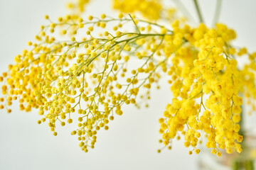 Beautiful sprigs of mimosa in glass vase on windowsill. Yellow sunny flowers on white table near the window