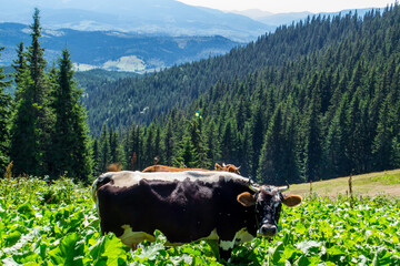 Beautiful landscapes of the Ukrainian Carpathians. View from the mountain Maly Gorgan and the mountain Sinyak.