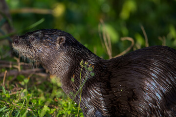 otter on the grass