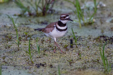 Killdeer - walking through the swamp 