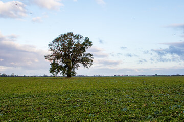 tree on a field