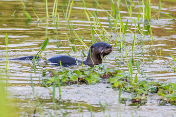 Wet Otter in the grassy waters 