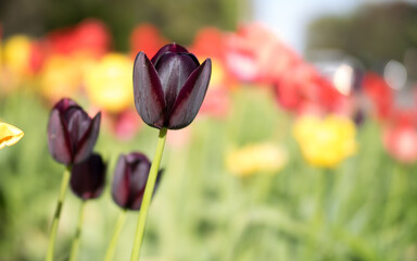 Fototapeta premium flowers