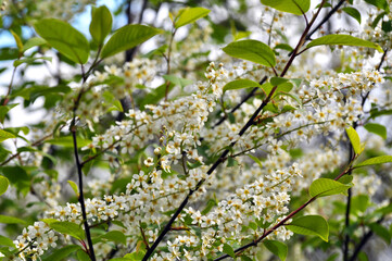 In spring, bird-cherry tree (Prunus padus) blooms in nature