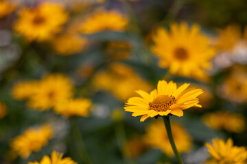yellow flower in the garden
