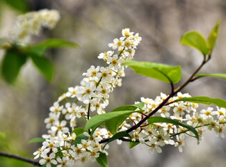 In spring, bird-cherry tree (Prunus padus) blooms in nature