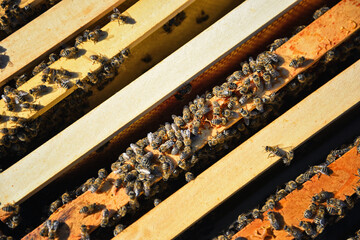 Bees inside the beehive. Wooden frames in beehive. Apiary and beekeeping concpet. Honey production.