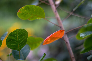 autumn leaves on the tree. European smoketree - Cotinus coggygria
