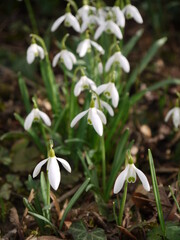 Schneegl&ouml;ckchen