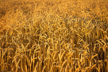 Golden wheat field in the sunset. High quality photo