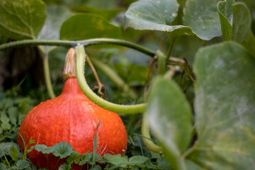 pumpkin in the garden