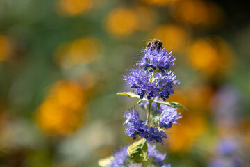 bee on flower