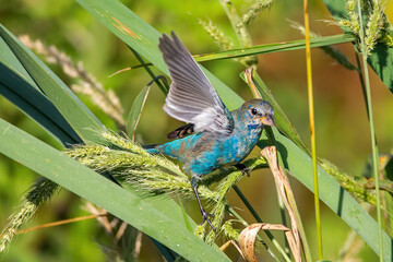 Indigo Bunting waving 