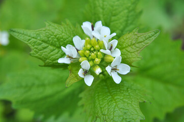 Garlic mustard (Alliaria petiolata) grows in the wild