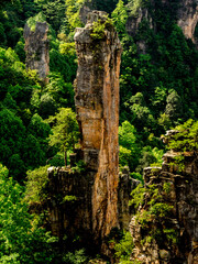 Fototapeta premium Forest and mountains