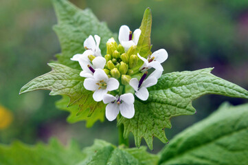 Garlic mustard (Alliaria petiolata) grows in the wild